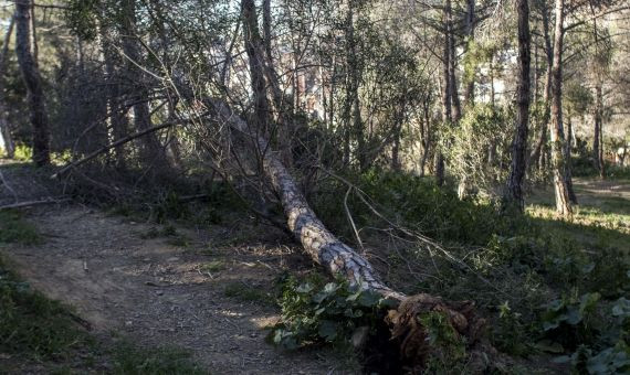El viento ha provocado la caída de varios árboles del Park Güell / A.V.