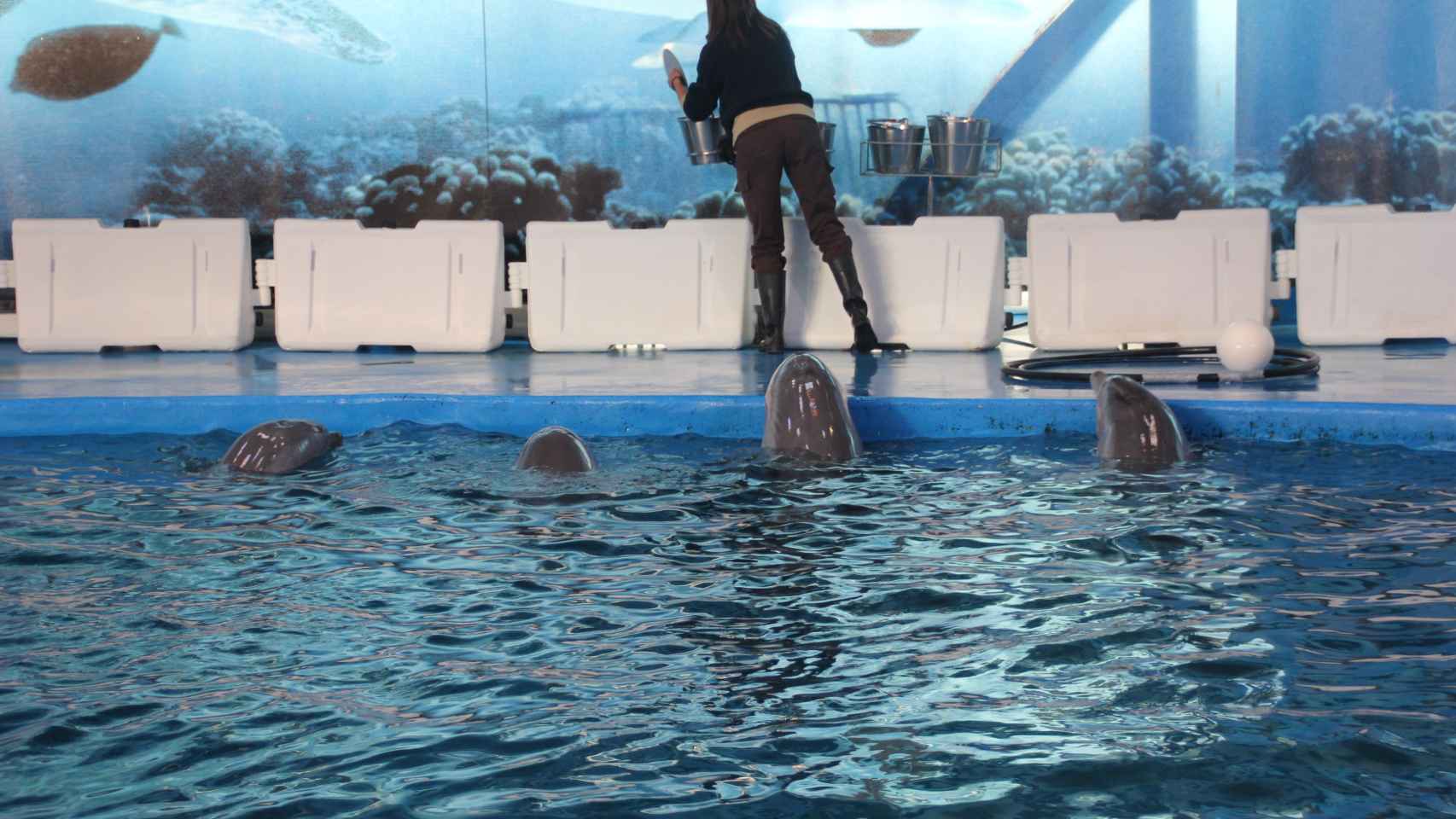Los delfines del Zoo de Barcelona, esperando la comida que le dará su cuidadora  / C.L.
