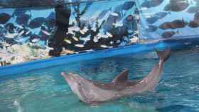 La dura vida de los delfines en el Zoo de Barcelona / CARLOTA LACAMBRA
