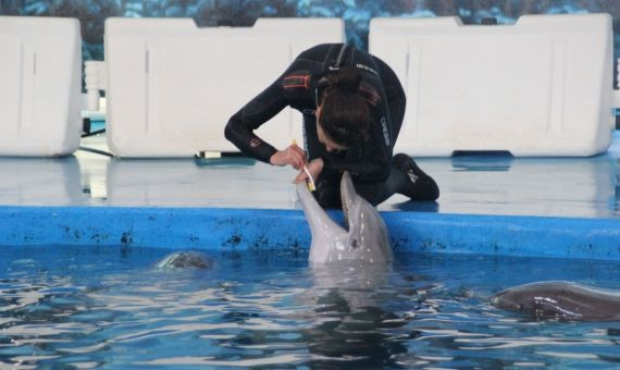 ¿En qué condiciones viven los delfines del Zoo de Barcelona? / C.L.