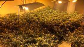 Plantas de marihuana decomisadas en Nou Barris