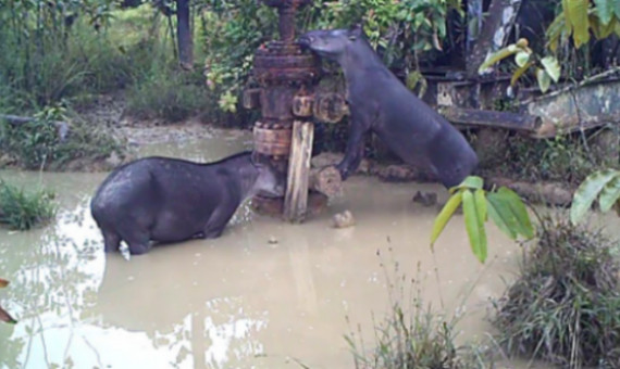 Pareja de tapires ingiriendo agua contaminada / UAB