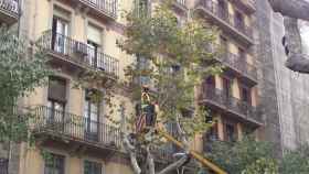 Los plataneros ocupan buen parte de la arboleda de Barcelona y son los principales responsables de las alergias provocadas por polen / MA