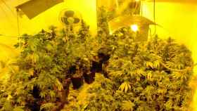 Plantación de marihuana en Sants