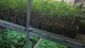 Plantación de marihuana descubierta por la Guàrdia Urbana en la Vila Olímpica