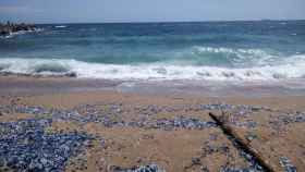 Cientos de medusas en una playa de Barcelona / TWITTER NNETA