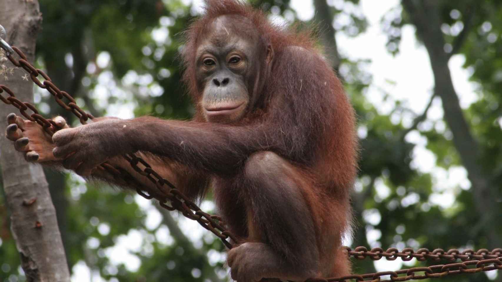 El renovado espacio de los orangutanes del Zoo de Barcelona / ZOO DE BARCELONA