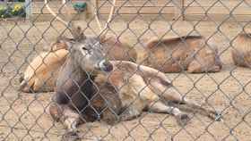 Animales tras las rejas en el Zoo de Barcelona | CARLOS RUFAS
