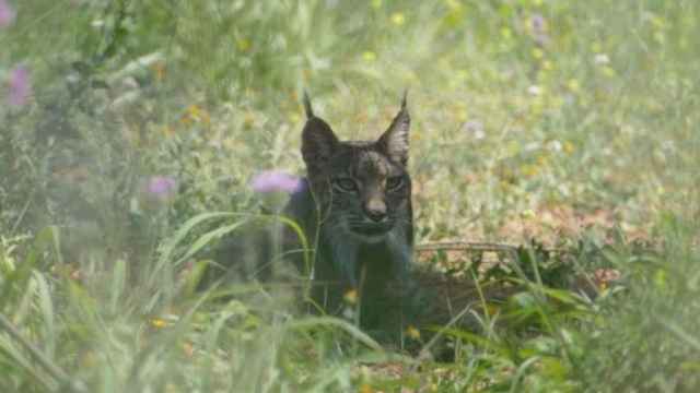 lince_570x340