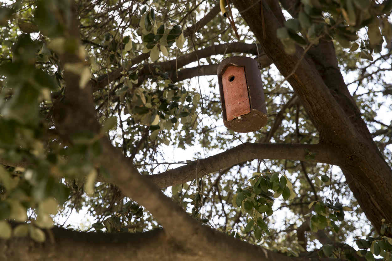 La empresa instala nidos para la protección de las aves / Aigües de Barcelona