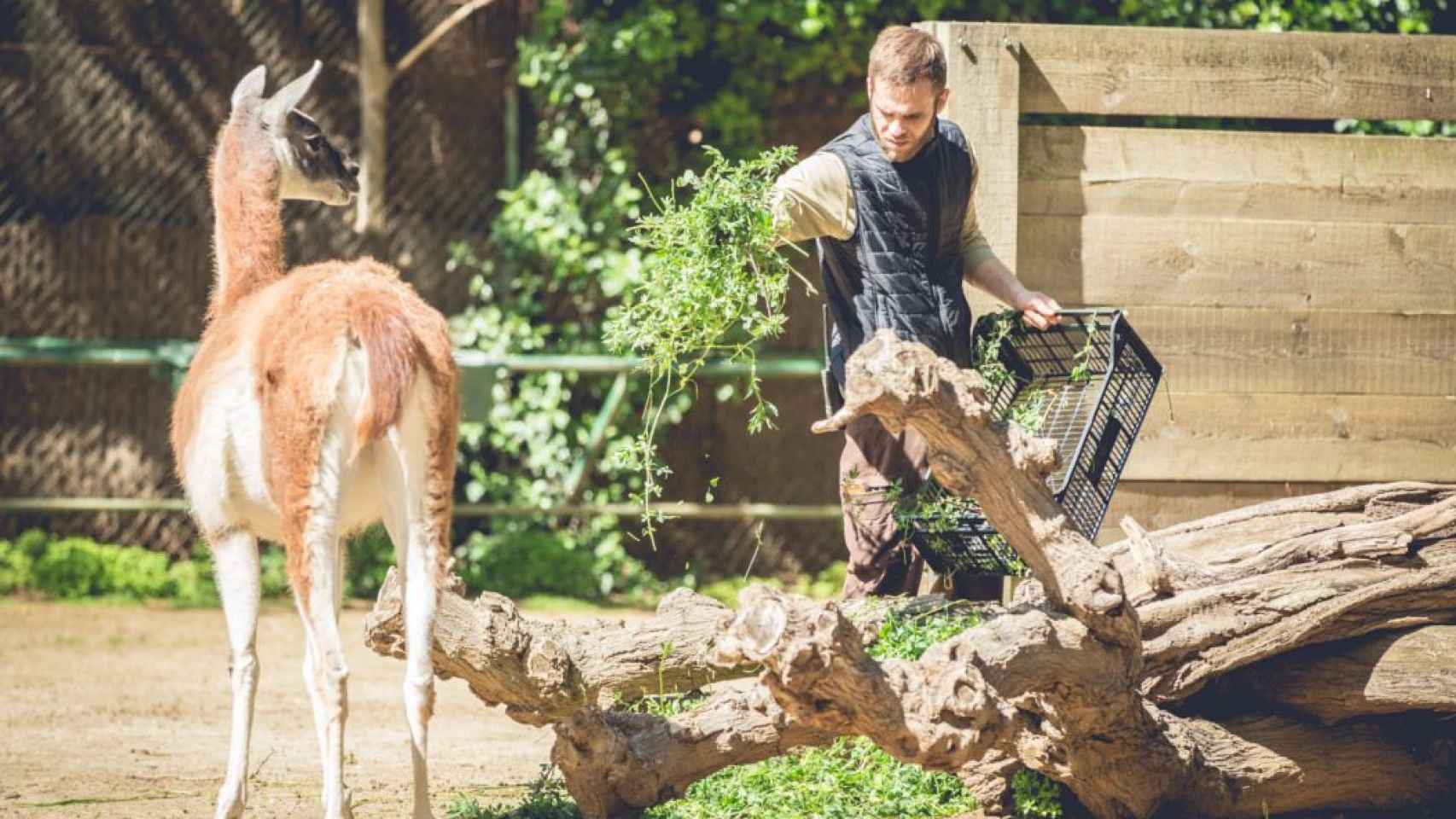 Un cuidador ofrece comida a un animal durante un casal en el Zoo de Barcelona / ZOO DE BARCELONA