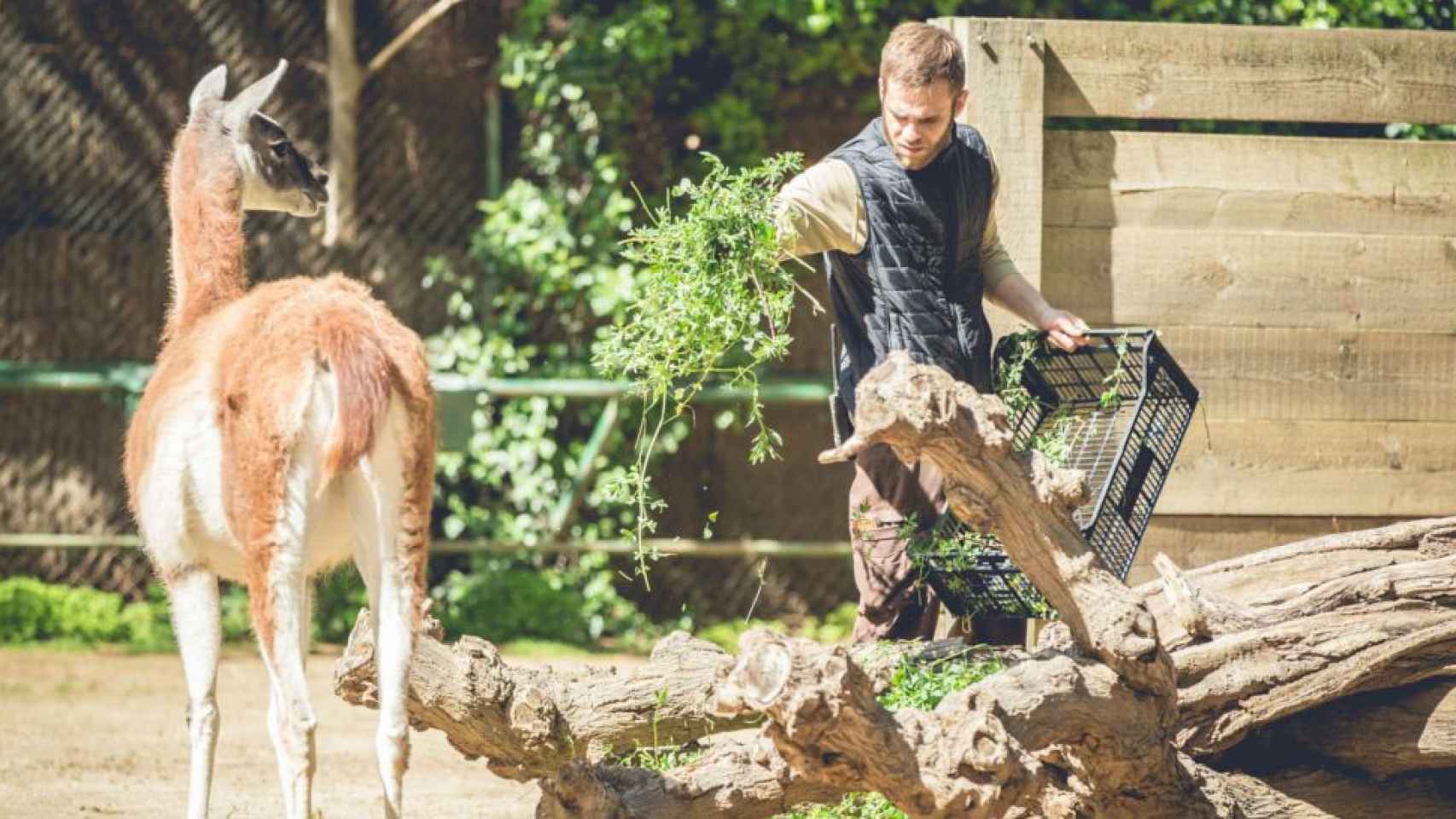 Un cuidador ofrece comida a un animal durante un casal en el Zoo de Barcelona, una experiencia única para los niños / ZOO DE BARCELONA