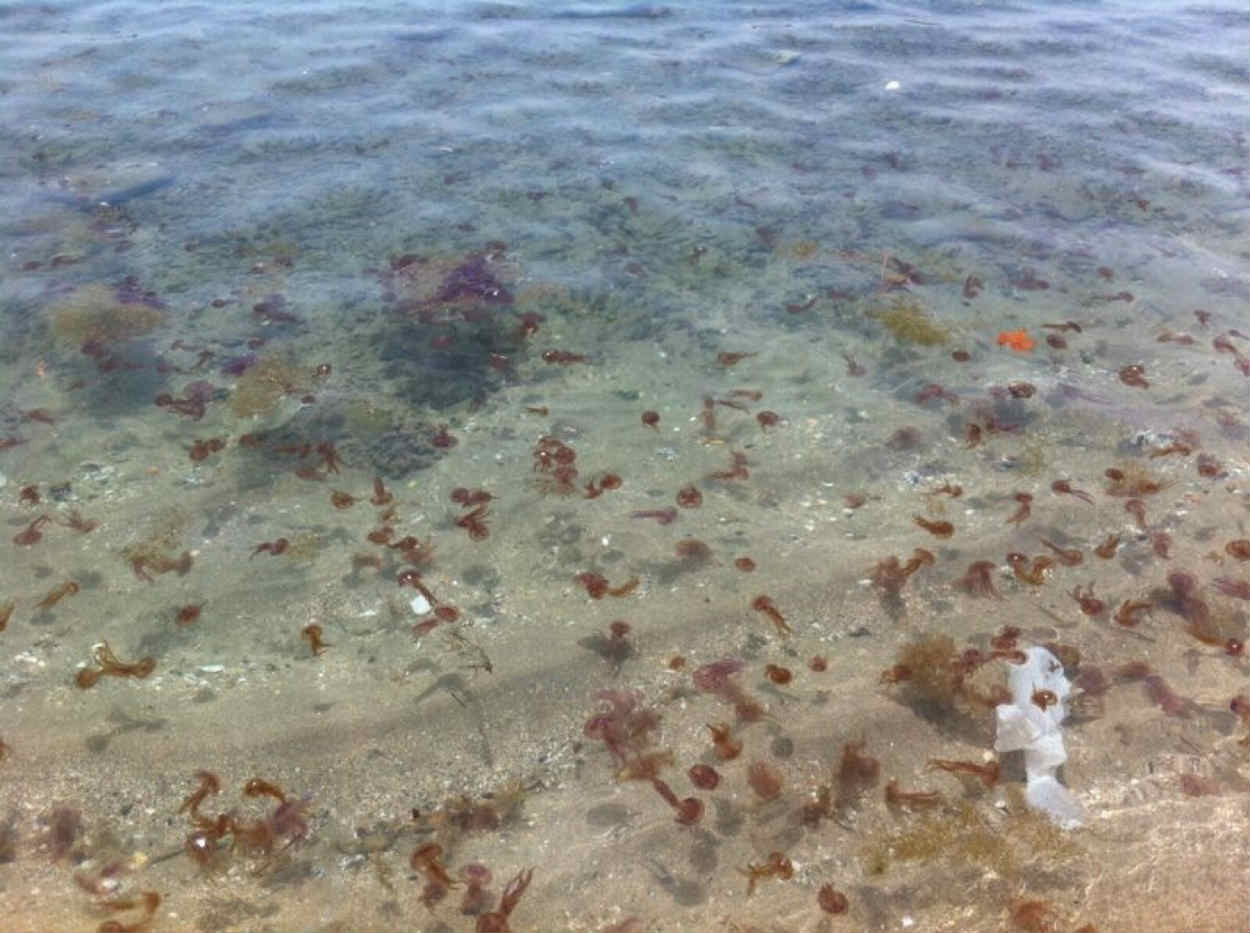 Las medusas vuelven a ser un problema para los bañistas de Barcelona / EFE