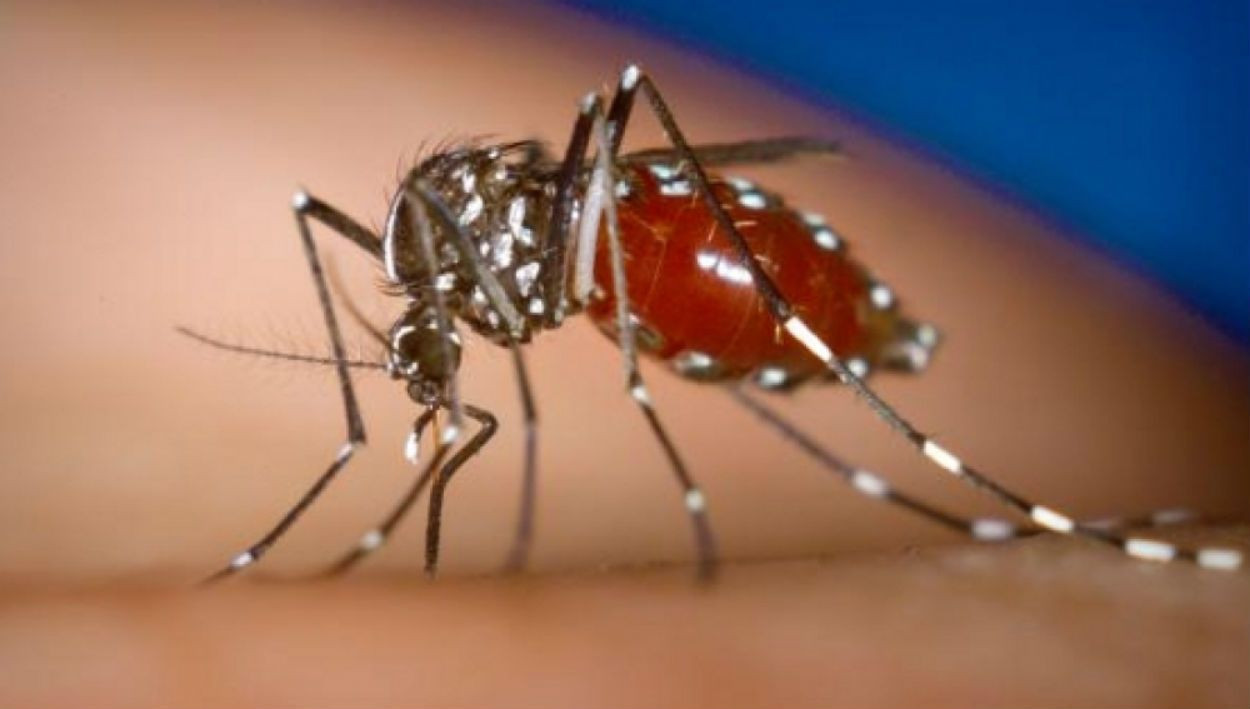 Imagen de un mosquito tigre / ARCHIVO