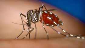 Imagen de un mosquito tigre / ARCHIVO