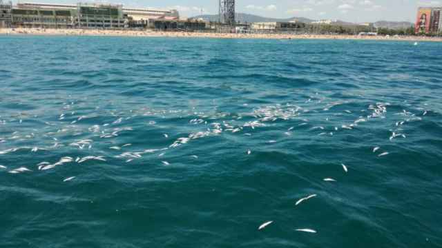 Aspecto que ofrecía el agua, cubierta de peces muertos, frente a las playas de La Barceloneta / GU