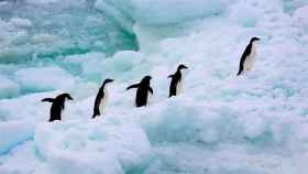 Pingüinos que migran de la Patagonia / GREEENPEACE
