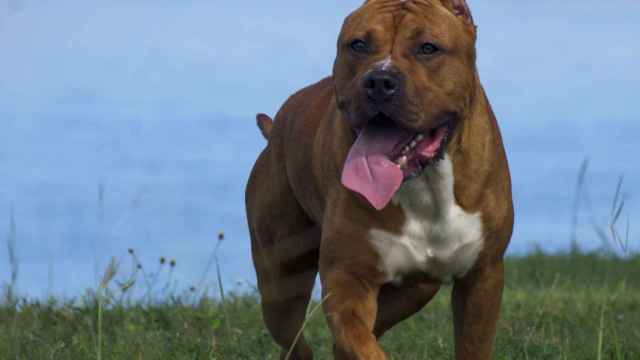 terrier de Staffordshire