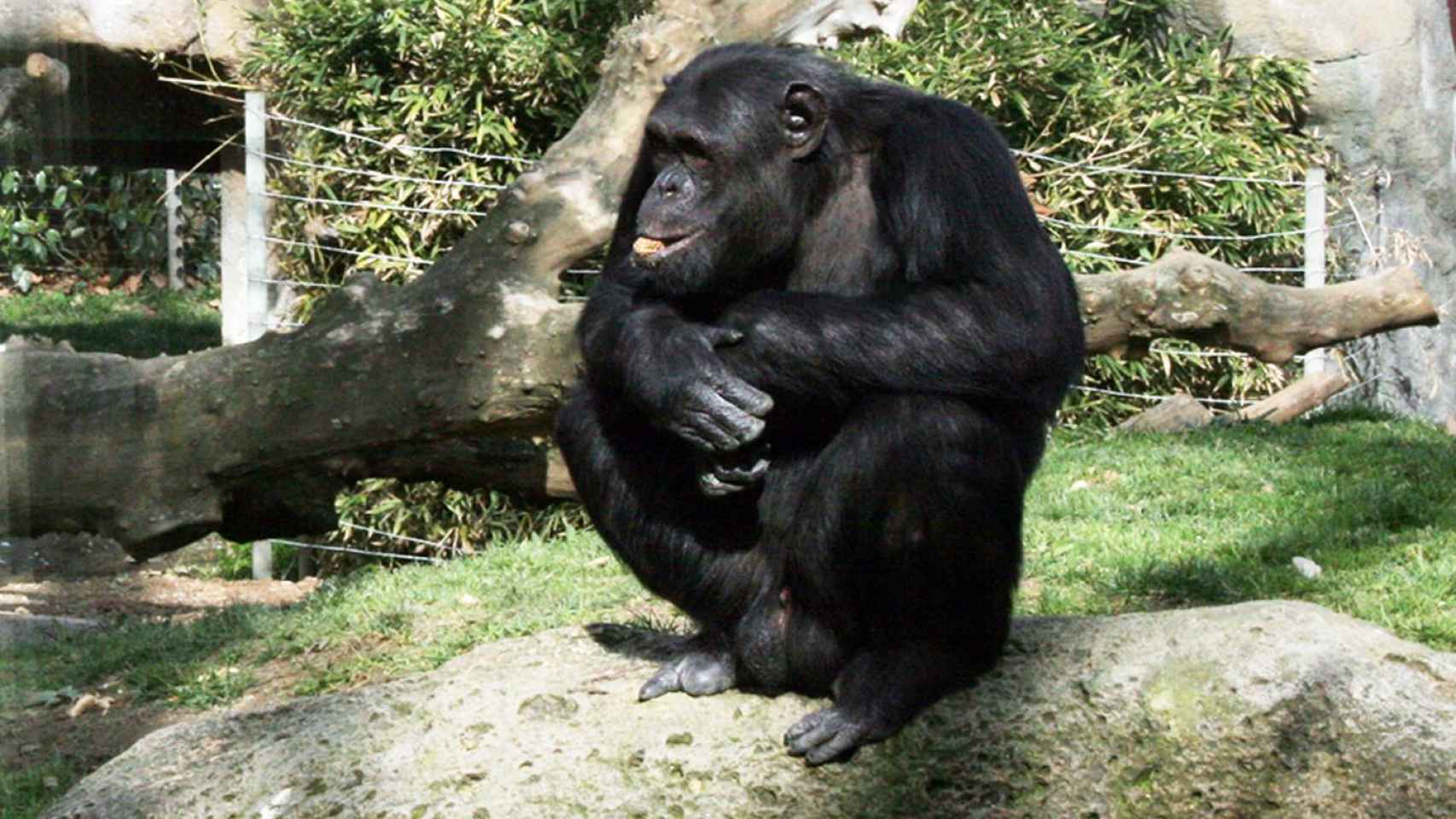 Chimpancé del Zoo de Barcelona / ZOO