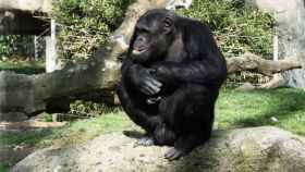 Chimpancé del Zoo de Barcelona / ZOO