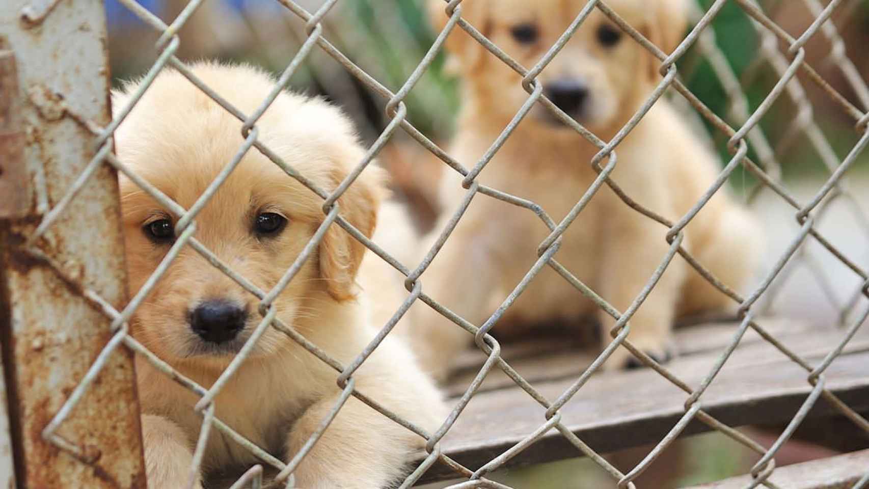 Cachorros de perro dentro de una jaula en una tienda de animales