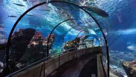 El famoso túnel de los tiburones, en el Oceanario