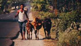 Las vacas en la India son un animal sagrado
