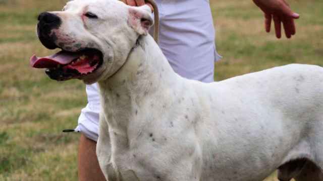 Multados en un año más de 1.400 dueños de perros peligrosos