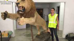 El león disecado incautado por la Guardia Civil / Guardia Civil