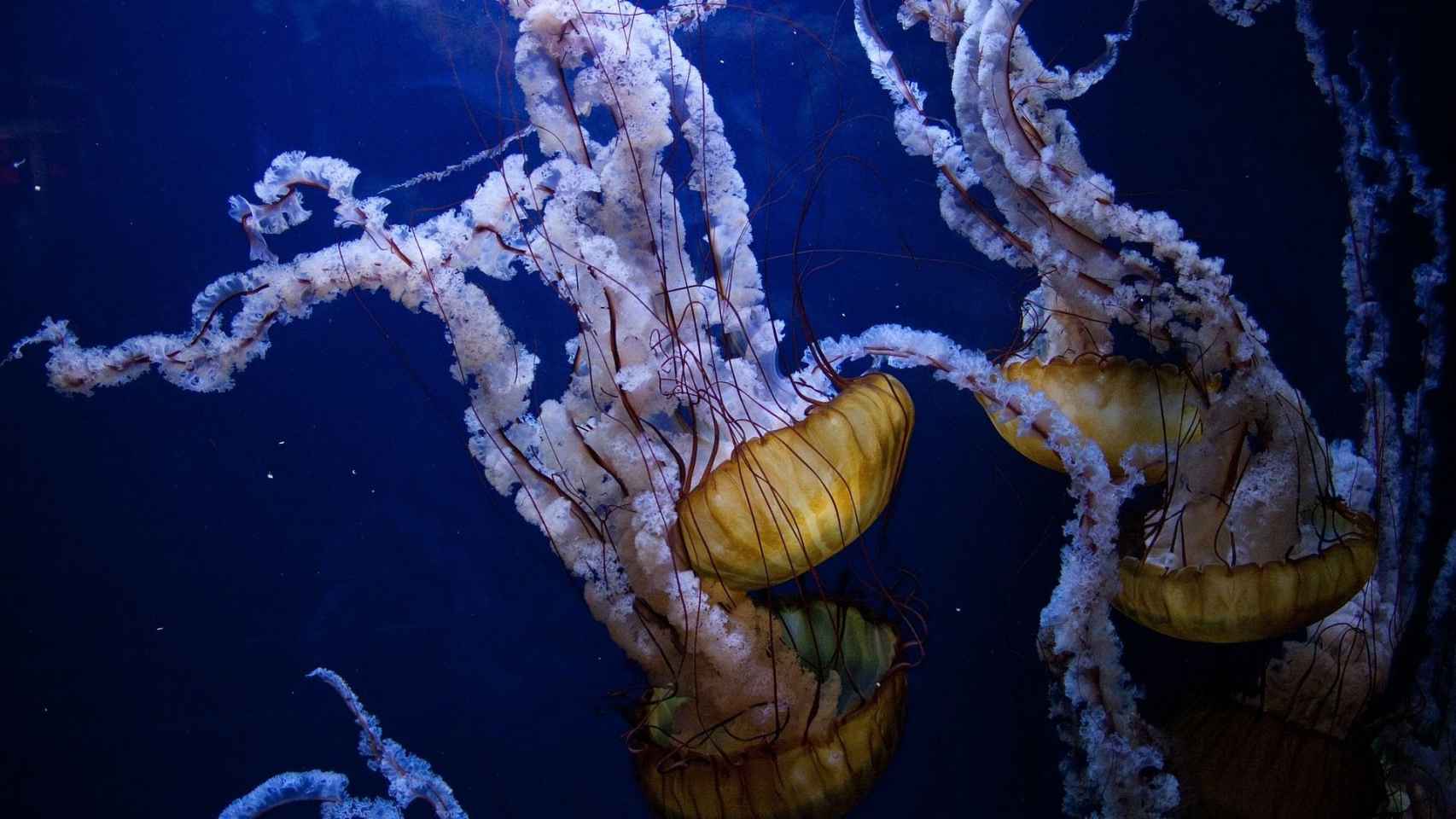 Este verano, las plagas de medusas se ha convertido en un problema para los bañistas