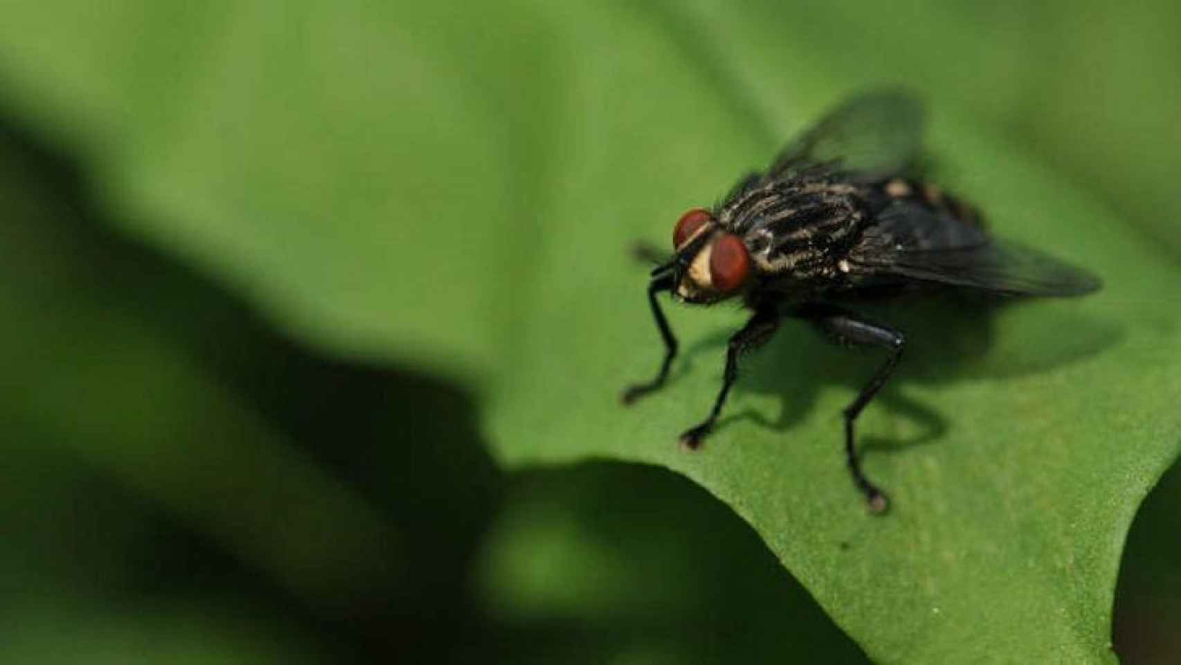 Imagen de la mosca negra