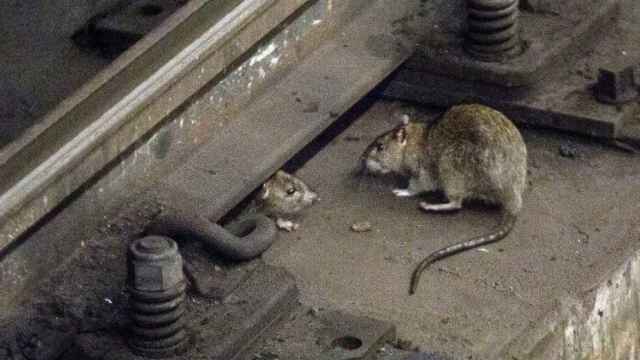 El metro de Barcelona se ha convertido en un templo para las ratas