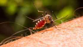 La malaria se transmite a través del mosquito Anopheles