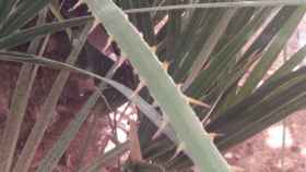 La planta con las espinas 'gigantes' que se clavó un niño de 7 años en los jardines de Tete Montoliu.