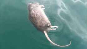 Una rata flotando en la Barceloneta