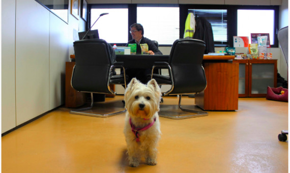 Purina recomienda un máximo de cinco mascotas por cada planta en el lugar de trabajo / PURINA