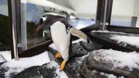 Los pingüinos Sphen y Magic se encuentran en el Sea Life Sydney Aquarium