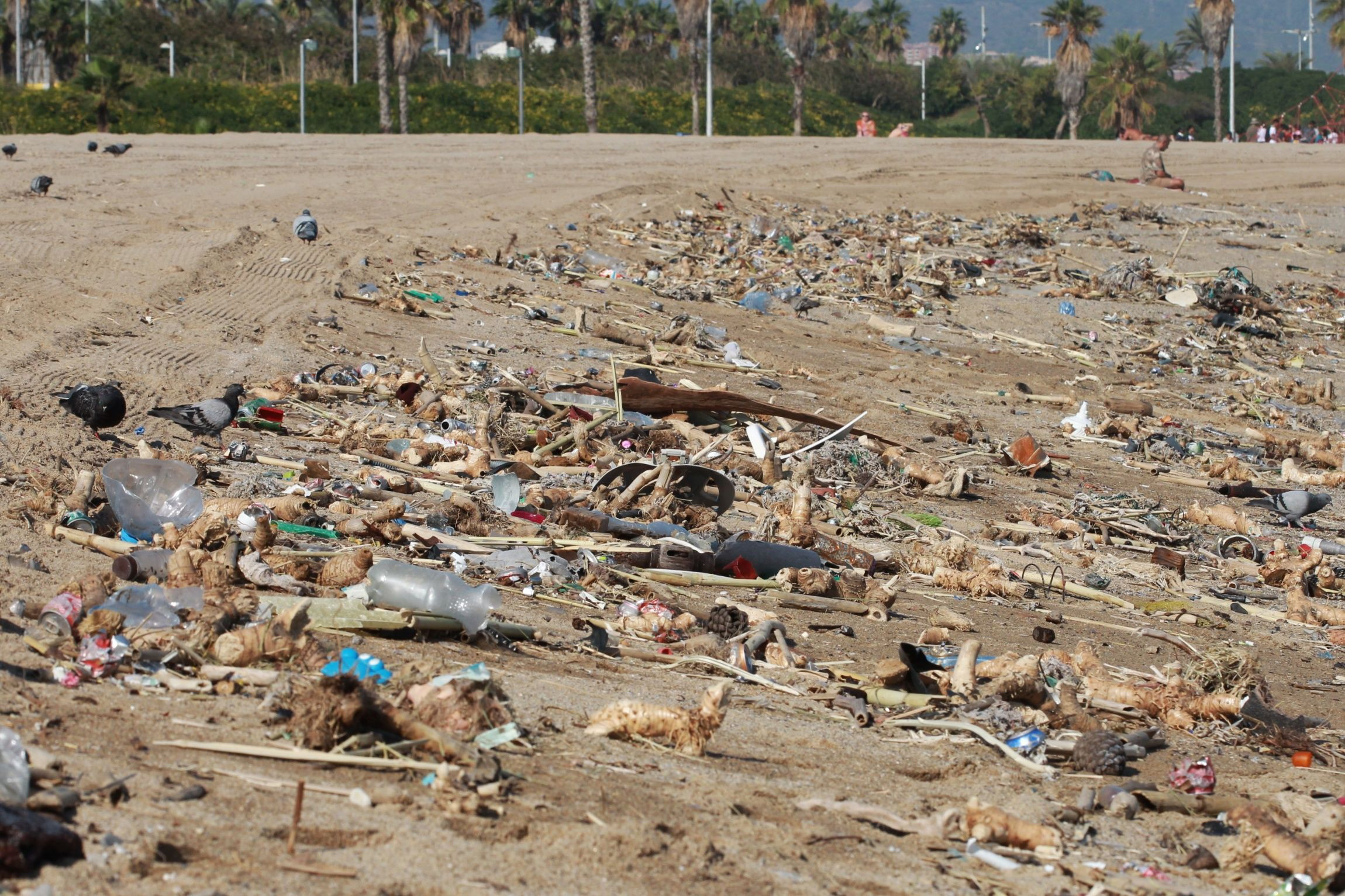 La basura se acumula en las orillas de las playas del Fòrum / HUGO FERNÁNDEZ