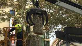 Operarios de Parques y Jardines cortan un platanero enfermo en la Rambla / HUGO FERNÁNDEZ