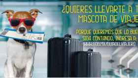 Campaña del Consulado de México para viajar con mascotas / TWITTER