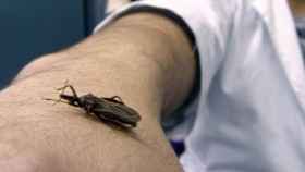 El insecto que provoca el mal de Chagas, en una imagen de archivo