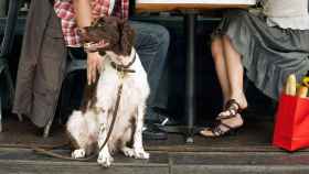 Restaurantes 'dog friendly'