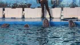 Dudas sobre el futuro del delfinario del zoo de Barcelona