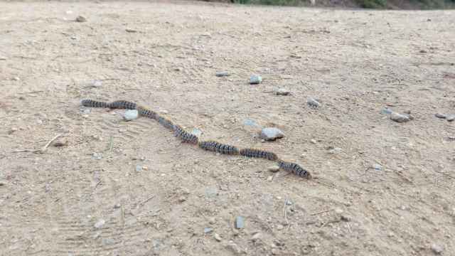 La oruga procesionaria llega a los parques de Barcelona