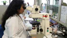 Una mujer observa a través de un microscopio en un laboratorio.