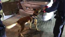La Unidad Canina inspecciona el vehículo antes de que lo retiraran al depósito municipal / GUÀRDIA URBANA