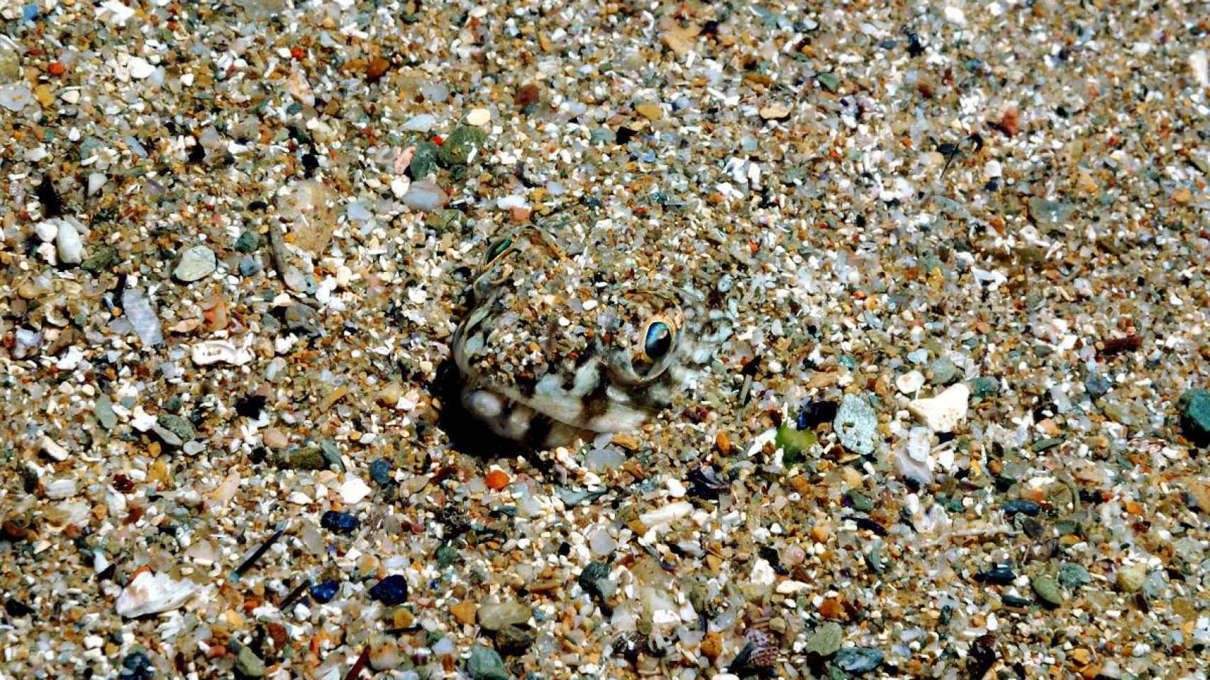 Un pez mimético en el fondo de arena de Barcelona / FUNDACIÓN MAR