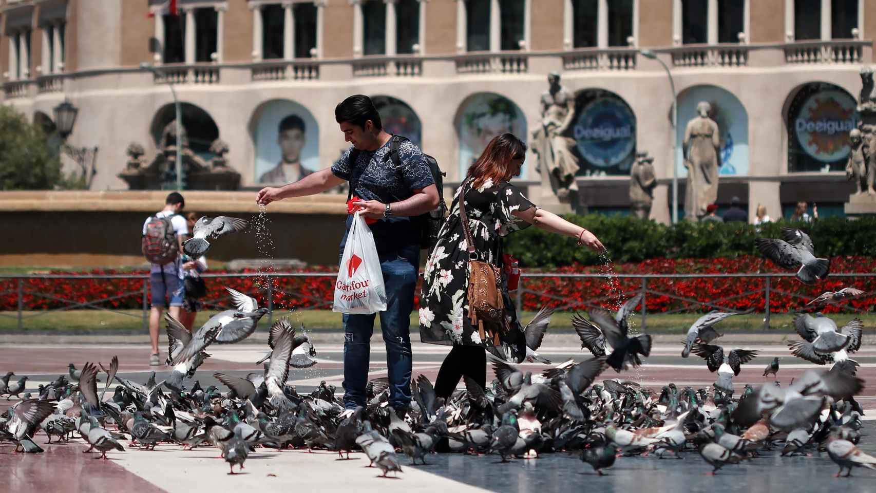 Turistas dando de comer a las palomas en plaza de Catalunya / HUGO FERNÁNDEZ