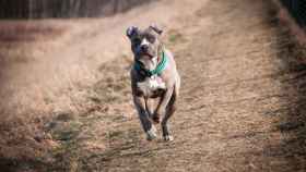 Un perro de la raza pitbull en una imagen de archivo / PIXABAY