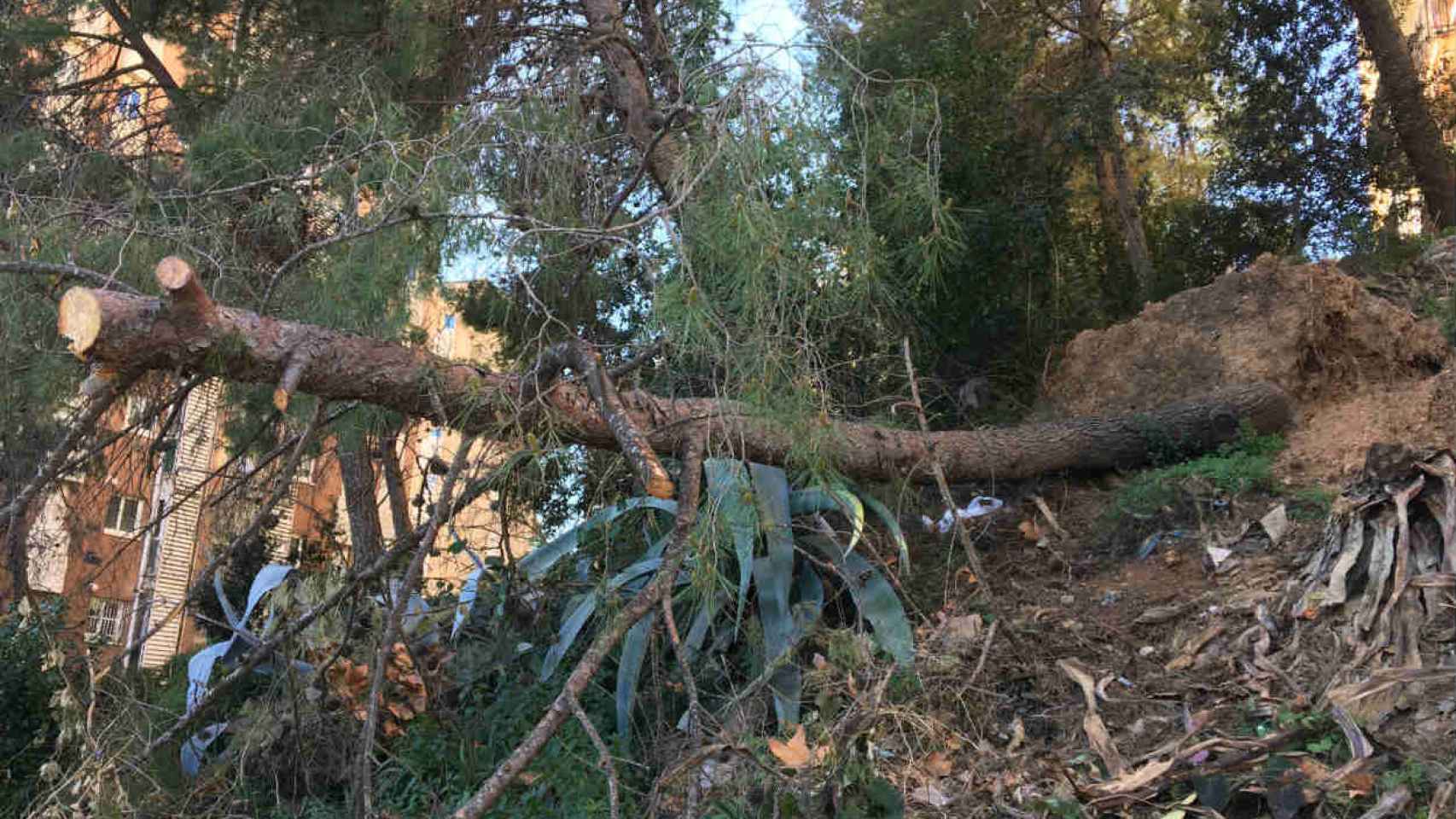 El árbol cayó hace más de un año y todavía sigue en 'su' lugar